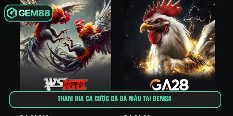 Tham gia cá cược đá gà máu tại Gem88